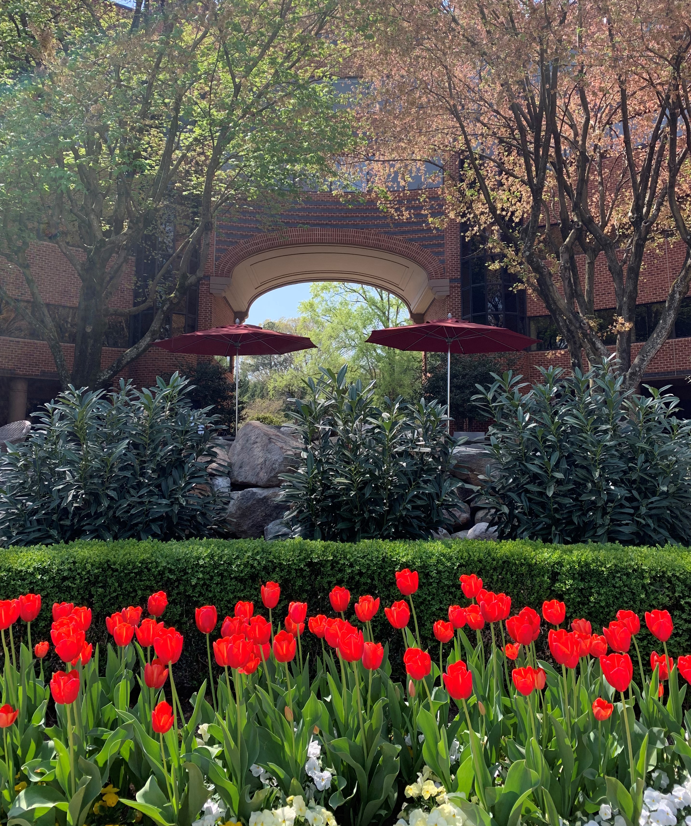 Red tulips in the courtyard of the Landmark building